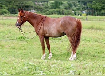 American Quarter Horse, Wallach, 12 Jahre, Roan-Red