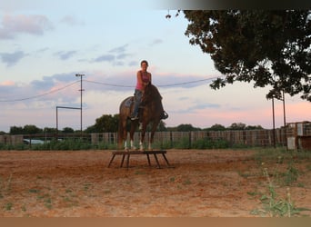 American Quarter Horse, Wallach, 12 Jahre, Roan-Red