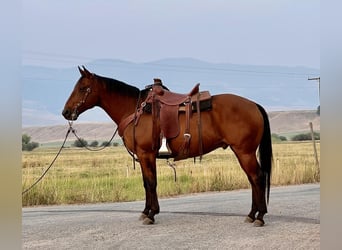 American Quarter Horse, Wallach, 12 Jahre, Rotbrauner