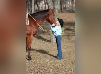 American Quarter Horse Mix, Wallach, 12 Jahre, Rotbrauner