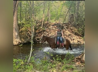 American Quarter Horse Mix, Wallach, 12 Jahre, Rotbrauner
