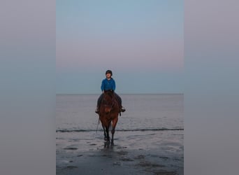 American Quarter Horse Mix, Wallach, 12 Jahre, Rotbrauner