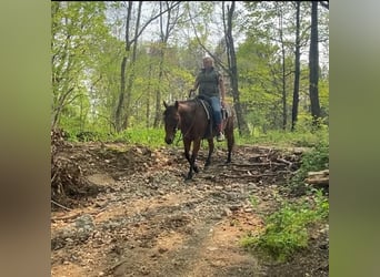 American Quarter Horse Mix, Wallach, 12 Jahre, Rotbrauner