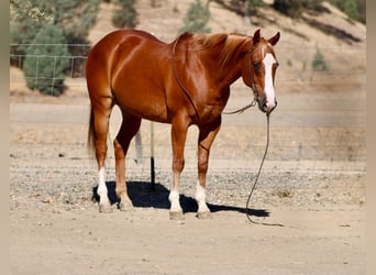 American Quarter Horse, Wallach, 12 Jahre, Rotfuchs