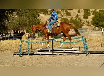 American Quarter Horse, Wallach, 12 Jahre, Rotfuchs