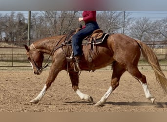 American Quarter Horse, Wallach, 12 Jahre, Rotfuchs