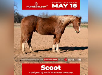 American Quarter Horse, Wallach, 12 Jahre, Rotfuchs