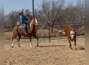 American Quarter Horse, Wallach, 12 Jahre, Rotfuchs