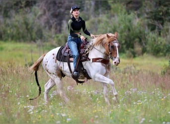 American Quarter Horse, Wallach, 12 Jahre, Schecke