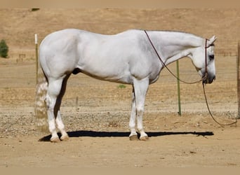 American Quarter Horse, Wallach, 12 Jahre, Schimmel