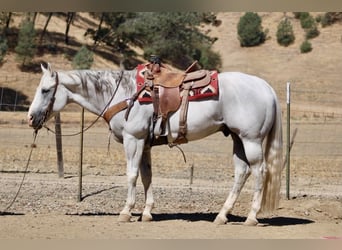 American Quarter Horse, Wallach, 12 Jahre, Schimmel