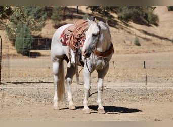 American Quarter Horse, Wallach, 12 Jahre, Schimmel