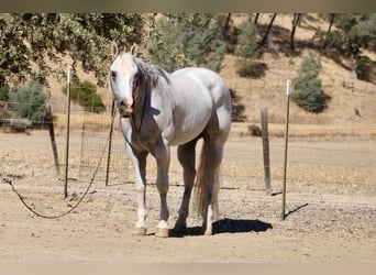 American Quarter Horse, Wallach, 12 Jahre, Schimmel