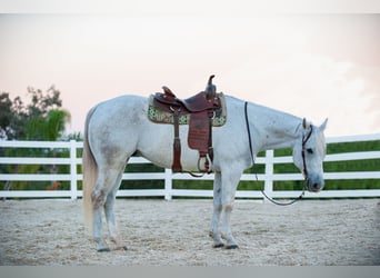 American Quarter Horse, Wallach, 12 Jahre, Schimmel