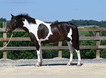 American Quarter Horse, Wallach, 12 Jahre, Tobiano-alle-Farben