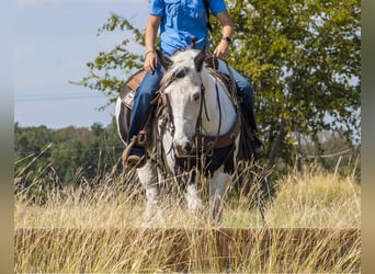American Quarter Horse, Wallach, 13 Jahre, 132 cm, Tobiano-alle-Farben
