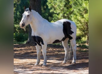 American Quarter Horse, Wallach, 13 Jahre, 132 cm, Tobiano-alle-Farben