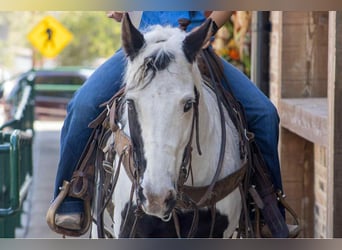 American Quarter Horse, Wallach, 13 Jahre, 132 cm, Tobiano-alle-Farben