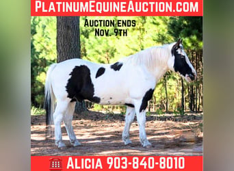 American Quarter Horse, Wallach, 13 Jahre, 132 cm, Tobiano-alle-Farben