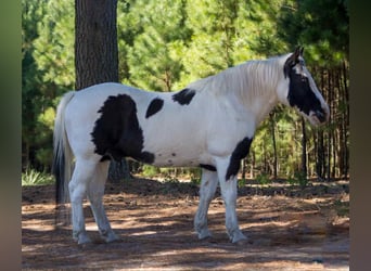American Quarter Horse, Wallach, 13 Jahre, 132 cm, Tobiano-alle-Farben