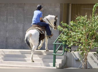 American Quarter Horse, Wallach, 13 Jahre, 132 cm, Tobiano-alle-Farben