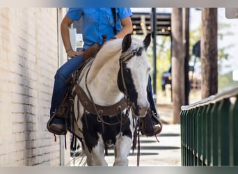 American Quarter Horse, Wallach, 13 Jahre, 132 cm, Tobiano-alle-Farben
