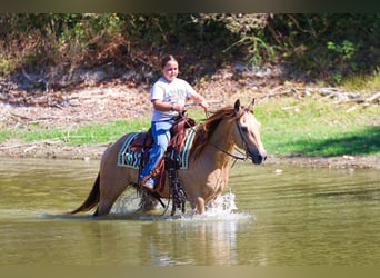 American Quarter Horse, Wallach, 13 Jahre, 140 cm, Buckskin
