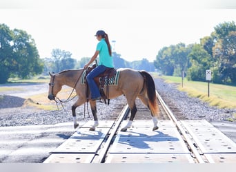 American Quarter Horse, Wallach, 13 Jahre, 140 cm, Buckskin