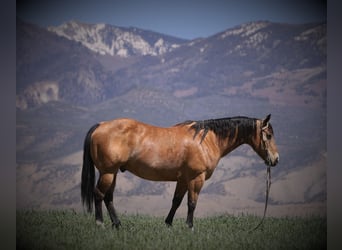 American Quarter Horse, Wallach, 13 Jahre, 140 cm, Buckskin
