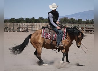 American Quarter Horse, Wallach, 13 Jahre, 140 cm, Buckskin