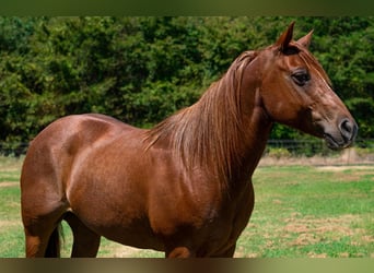American Quarter Horse, Wallach, 13 Jahre, 142 cm, Dunkelfuchs