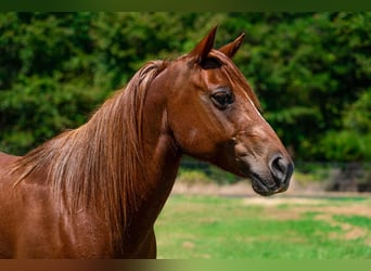 American Quarter Horse, Wallach, 13 Jahre, 142 cm, Dunkelfuchs