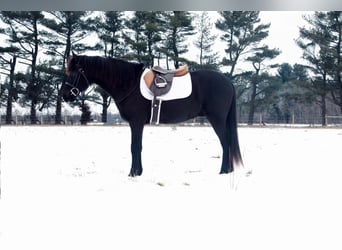 American Quarter Horse, Wallach, 13 Jahre, 142 cm, Rappe
