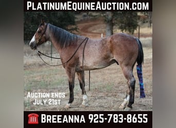 American Quarter Horse, Wallach, 13 Jahre, 142 cm, Roan-Bay