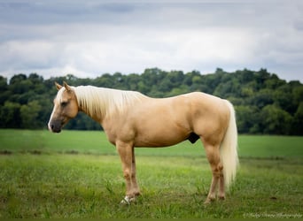 American Quarter Horse, Wallach, 13 Jahre, 145 cm, Palomino