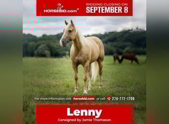 American Quarter Horse, Wallach, 13 Jahre, 145 cm, Palomino