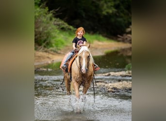 American Quarter Horse, Wallach, 13 Jahre, 145 cm, Palomino