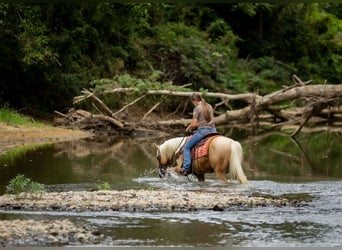 American Quarter Horse, Wallach, 13 Jahre, 145 cm, Palomino