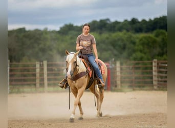 American Quarter Horse, Wallach, 13 Jahre, 145 cm, Palomino