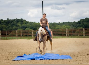 American Quarter Horse, Wallach, 13 Jahre, 145 cm, Palomino