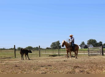 American Quarter Horse, Wallach, 13 Jahre, 145 cm, Palomino