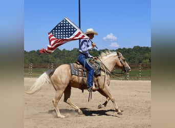 American Quarter Horse, Wallach, 13 Jahre, 145 cm, Palomino