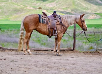 American Quarter Horse, Wallach, 13 Jahre, 145 cm, Palomino