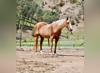 American Quarter Horse, Wallach, 13 Jahre, 145 cm, Palomino