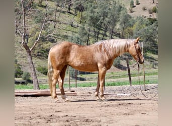 American Quarter Horse, Wallach, 13 Jahre, 145 cm, Palomino
