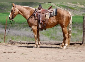 American Quarter Horse, Wallach, 13 Jahre, 145 cm, Palomino