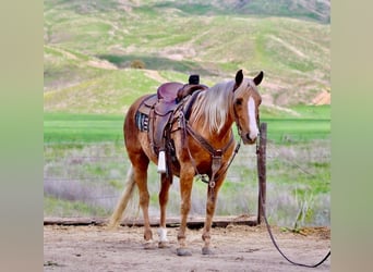 American Quarter Horse, Wallach, 13 Jahre, 145 cm, Palomino