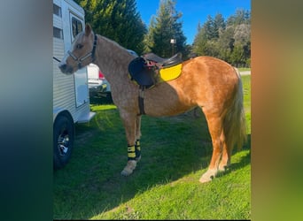American Quarter Horse, Wallach, 13 Jahre, 145 cm, Palomino
