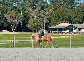 American Quarter Horse, Wallach, 13 Jahre, 145 cm, Palomino