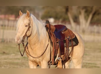 American Quarter Horse, Wallach, 13 Jahre, 145 cm, Palomino